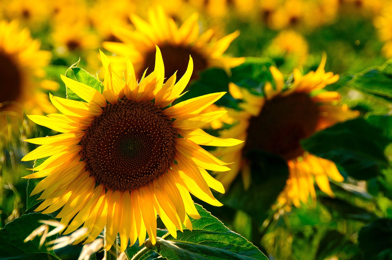 Sunflowers