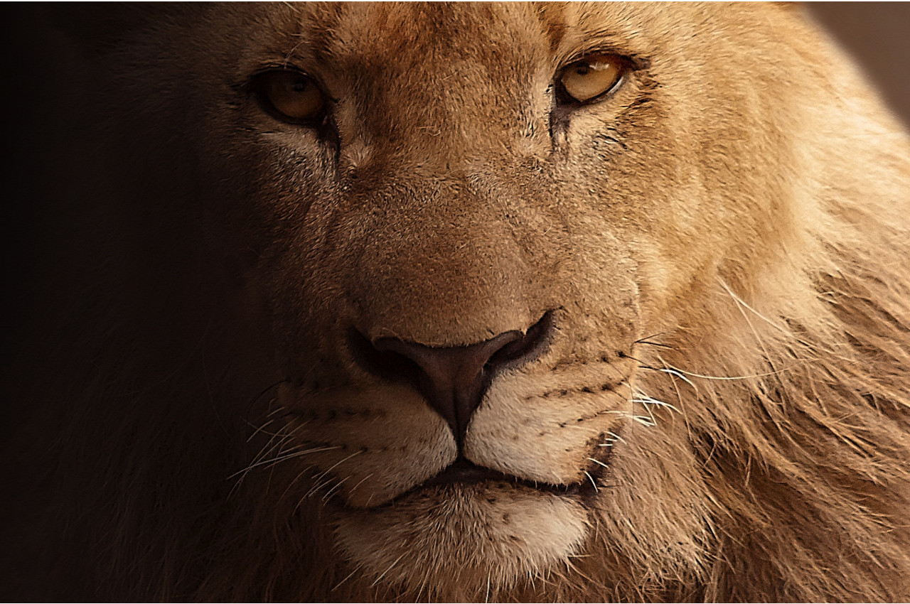 Lion's expression